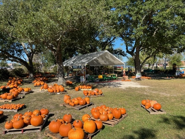 Pumpkin Patch